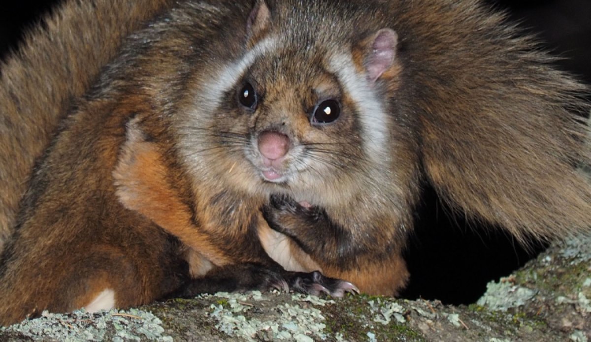 süsses Gleithörnchen