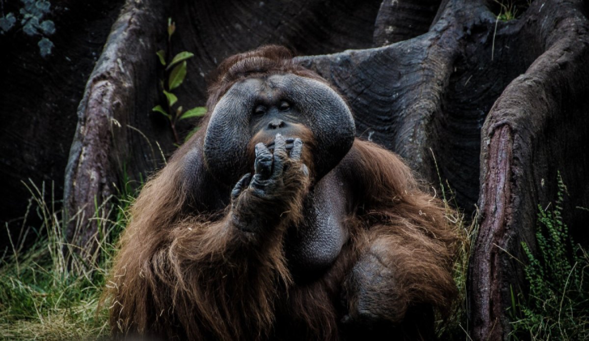 Abenteuerliches Sumatra
