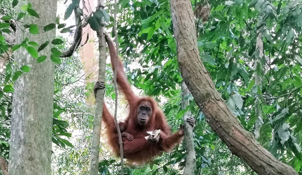 Abenteuerliches Sumatra