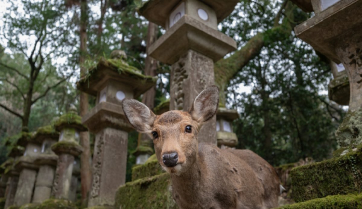 Nara Reh