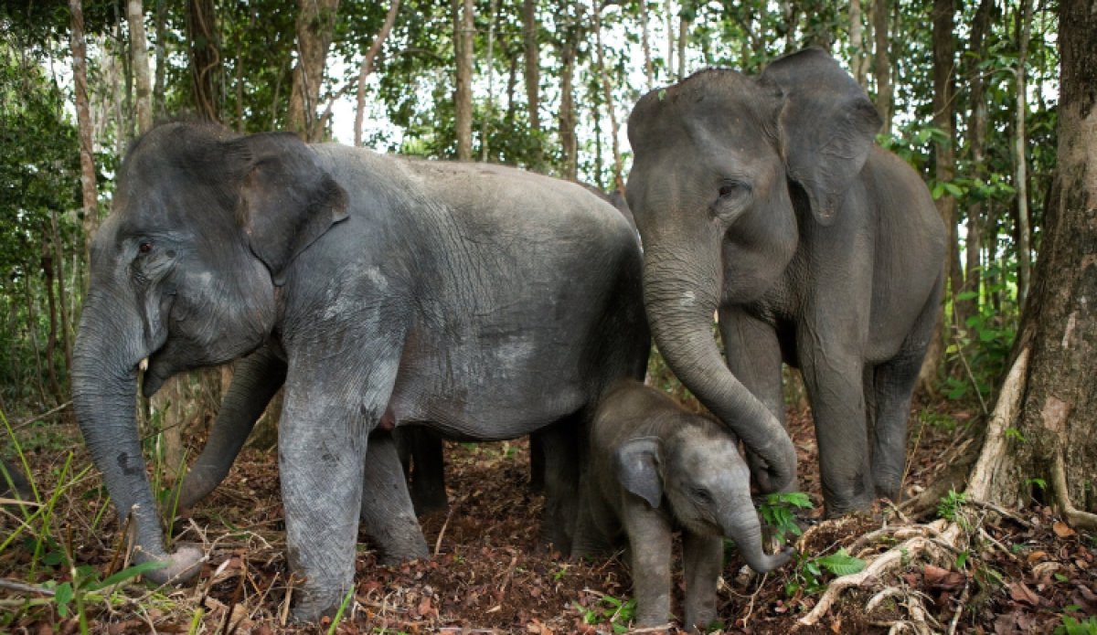 Abenteuerliches Sumatra